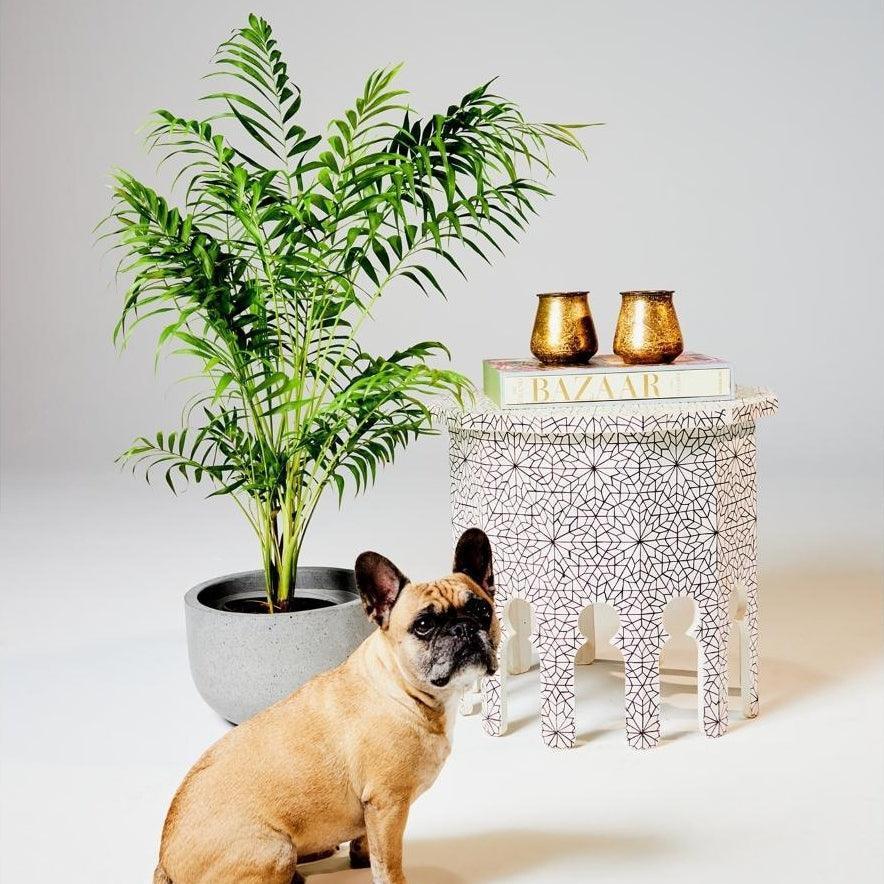 Parlor Palm Bamboo Stylish & Low Maintenance