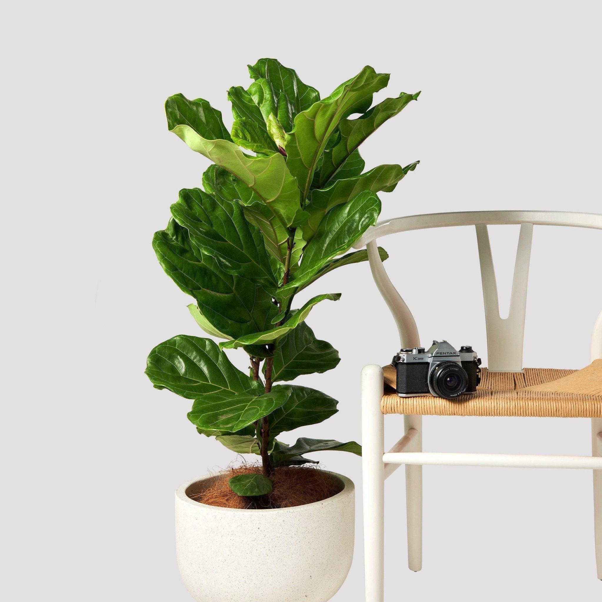 The Tropical Treasure Fig  A Leafy Statement