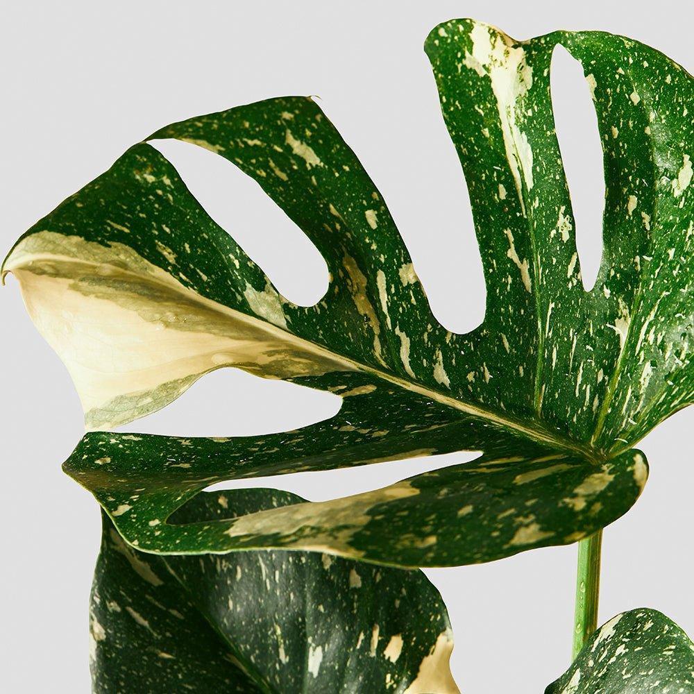 Monstera Thai Constellation – Easy Care Houseplant