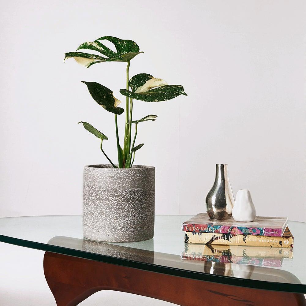 Monstera Thai Constellation – Easy Care Houseplant